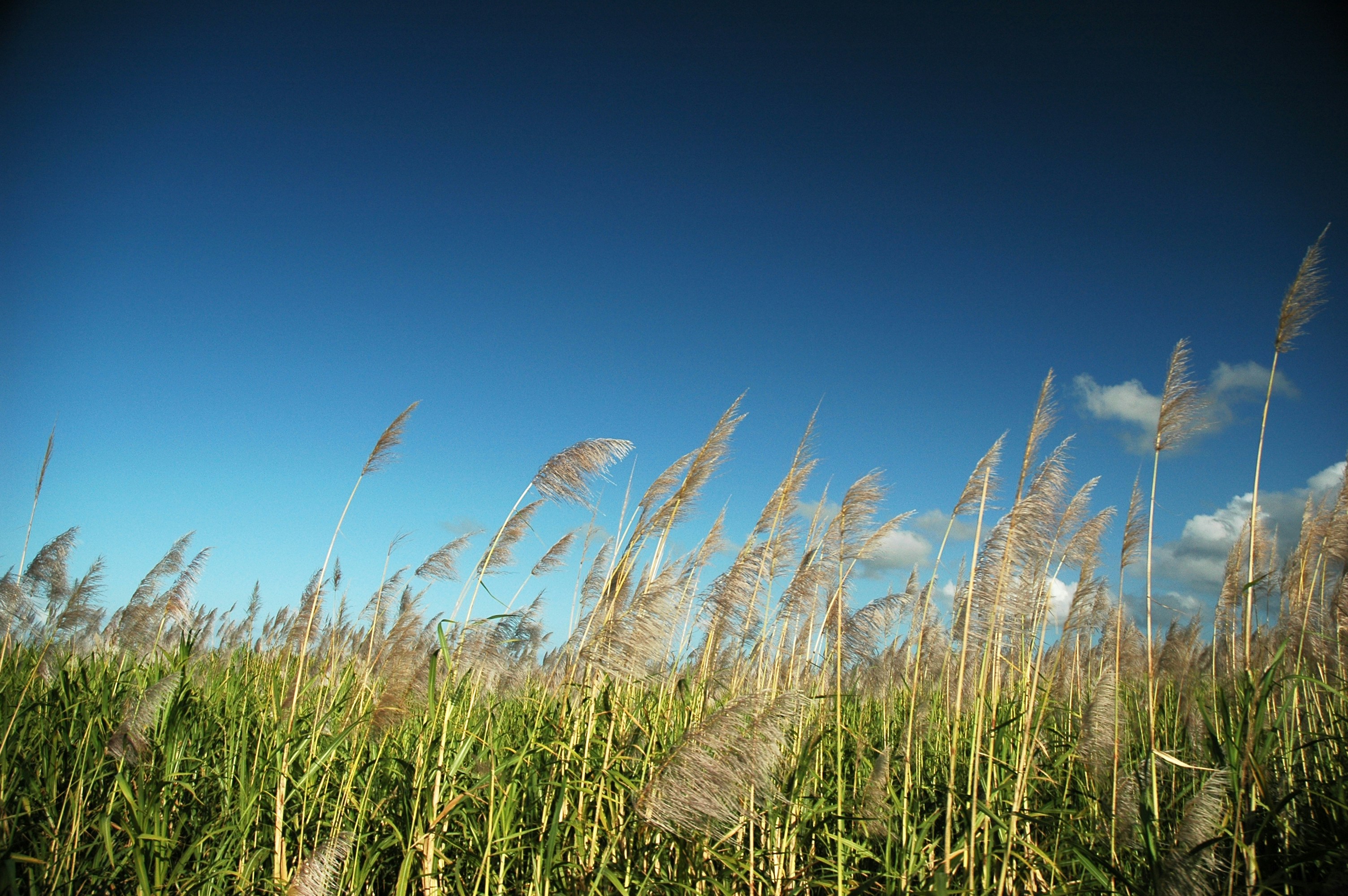 Sugarcane plumes against the sky.